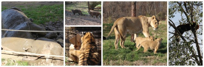Columbus Zoo Fall 2015
