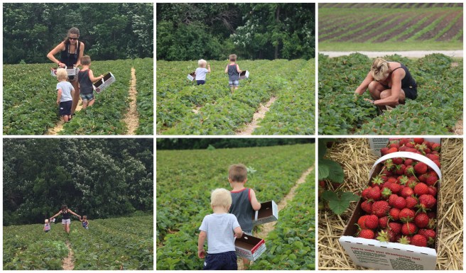 berry picking
